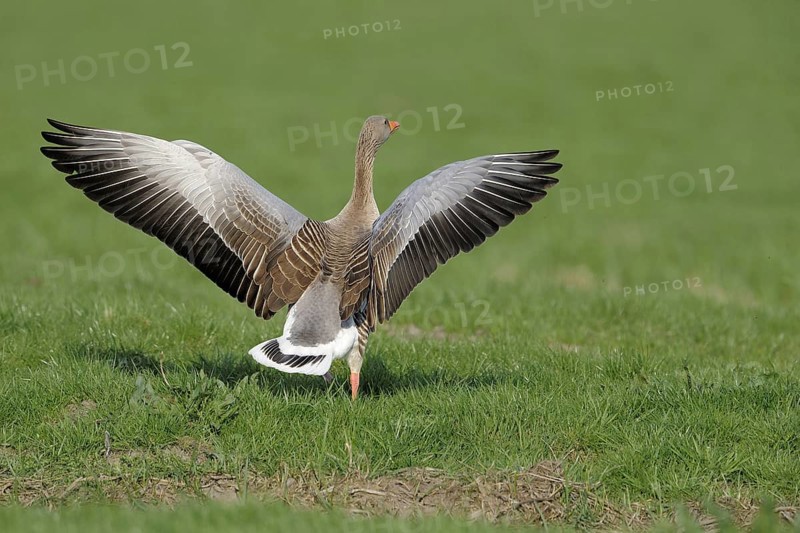 Greylag goose