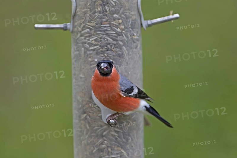 Eurasian Bullfinch