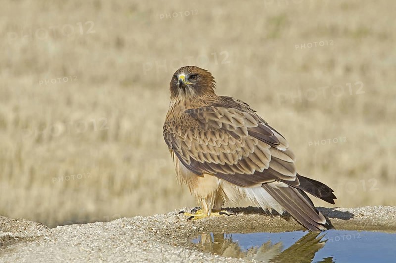 Booted Eagle