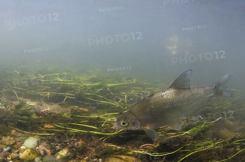 Silver Bream