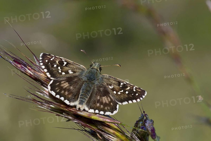 Oberthur's Grizzled Skipper