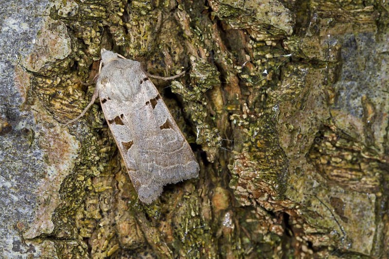 Autumn rustic