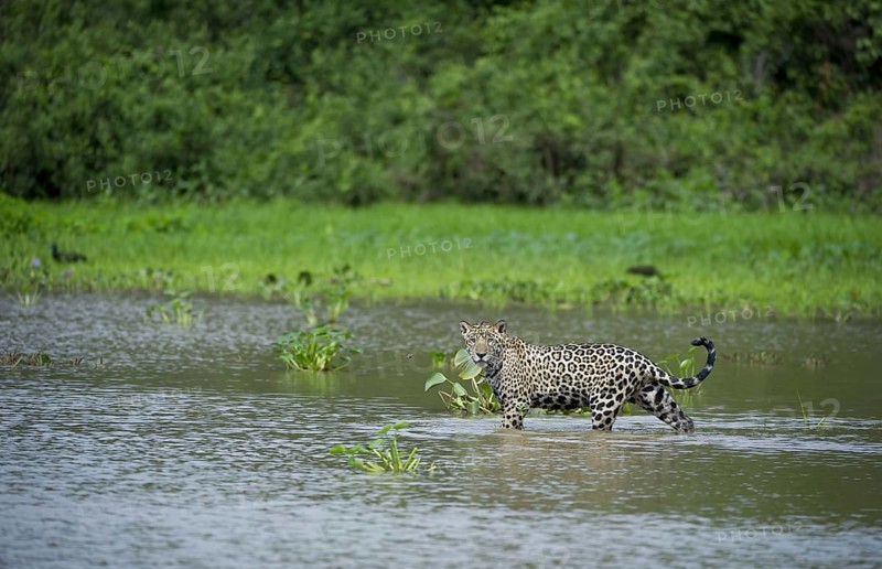 Parana jaguar