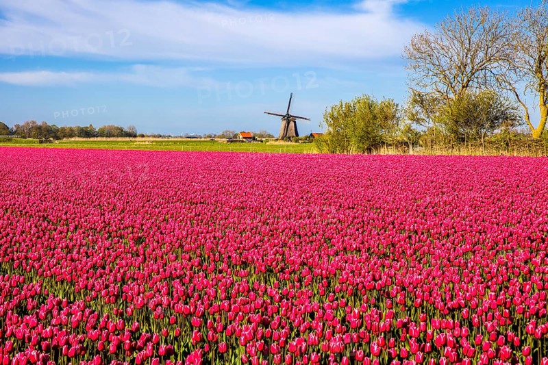 Flowering tulip fields