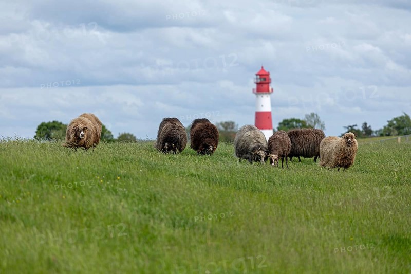 Norwegian sheep on the dike