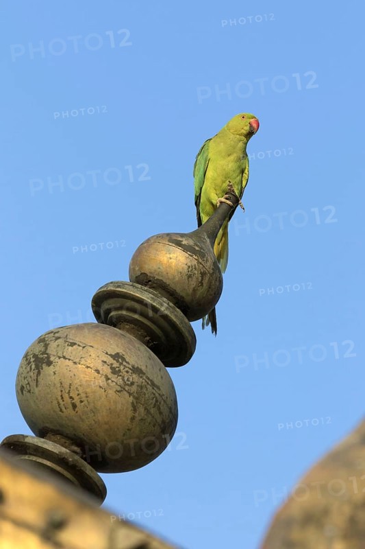 Rose-ringed Parakeet