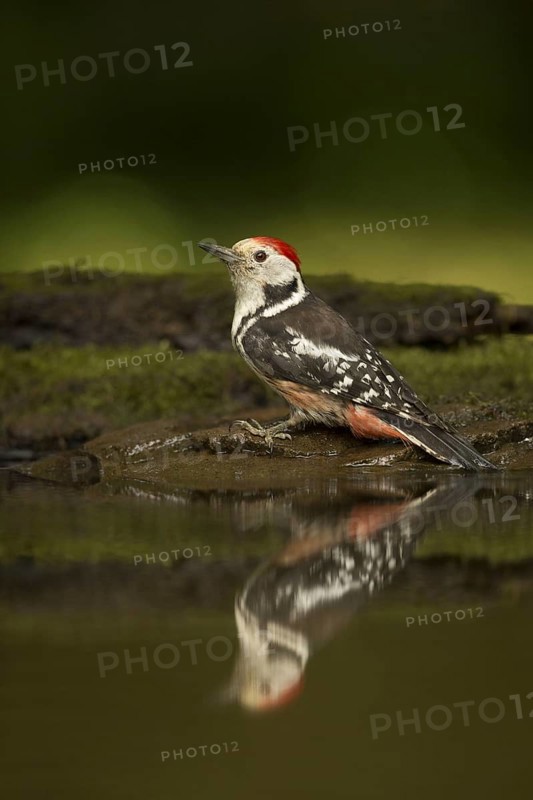 Middle Spotted Woodpecker