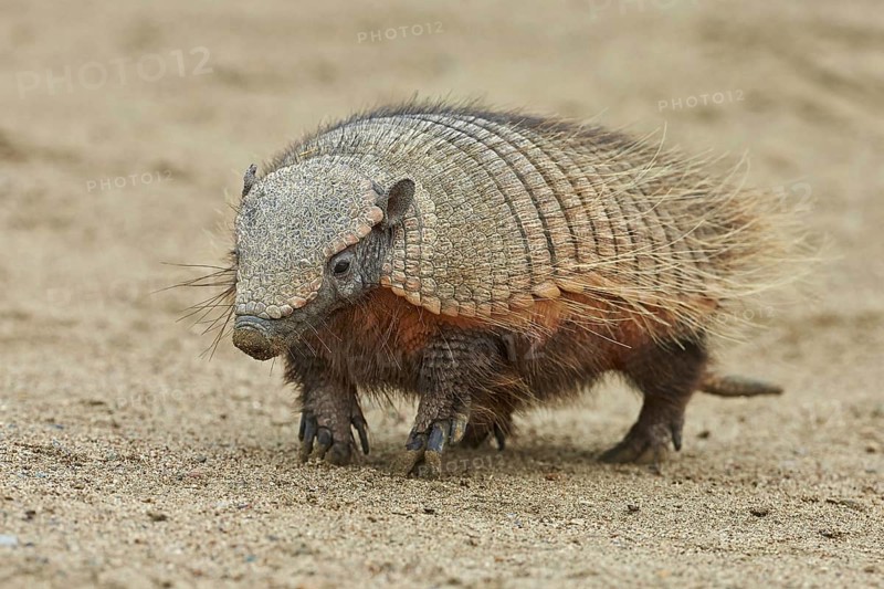 Brown Shaggy Armadillo