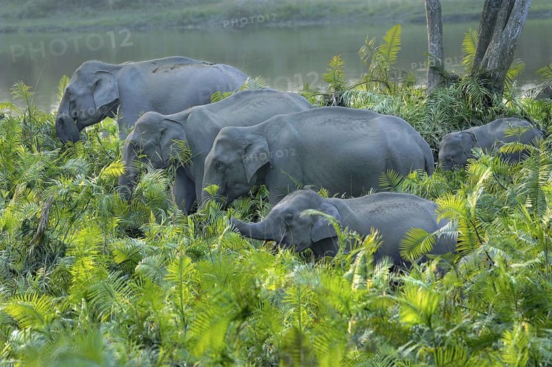 Asian indian elephant