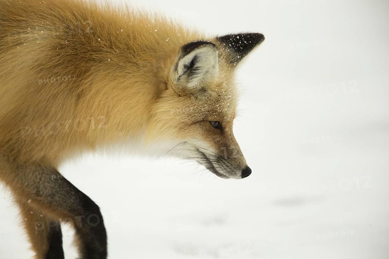 American Red Fox