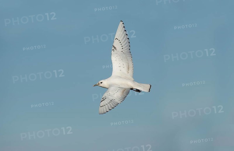 Ivory Gull
