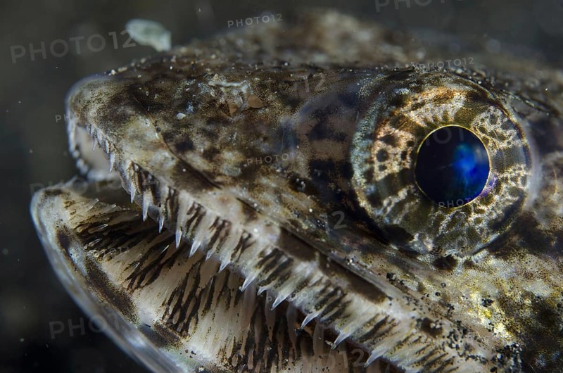Slender Lizardfish