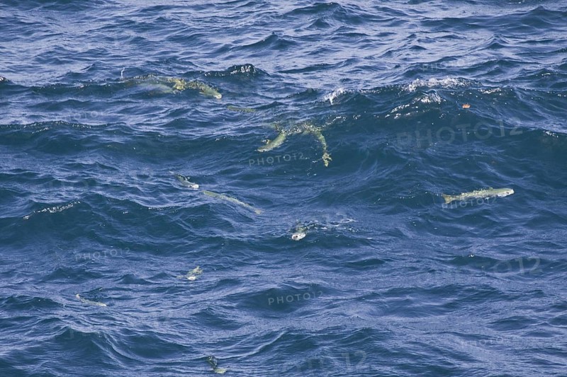Flathead grey mullet
