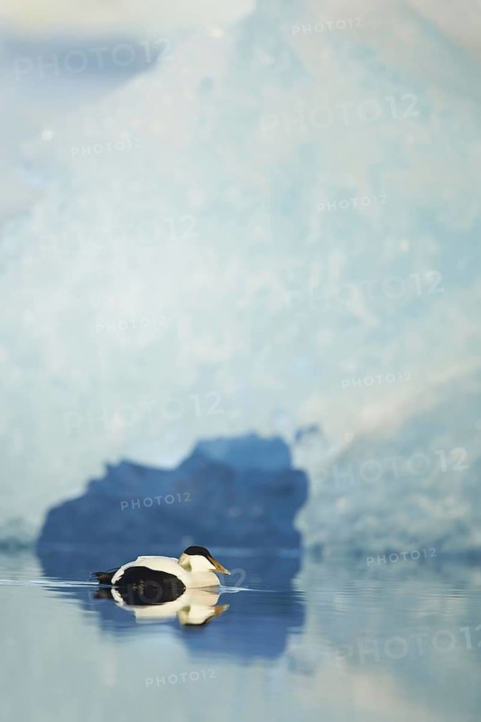 Common eider