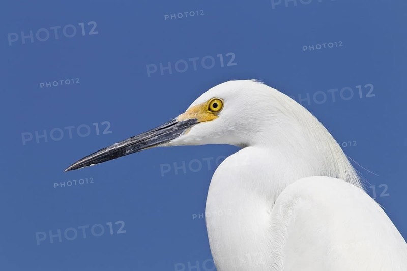 Snowy egret