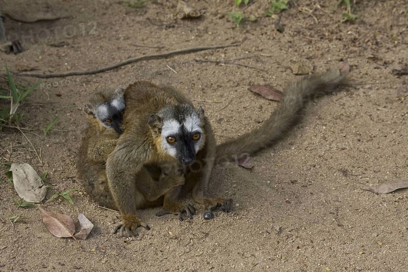 Red-fronted brown lemur female with young in Andasibe