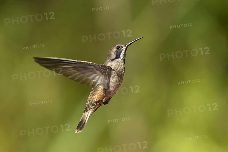 Brown violetear