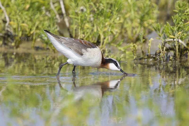 Wilson's Phalarope