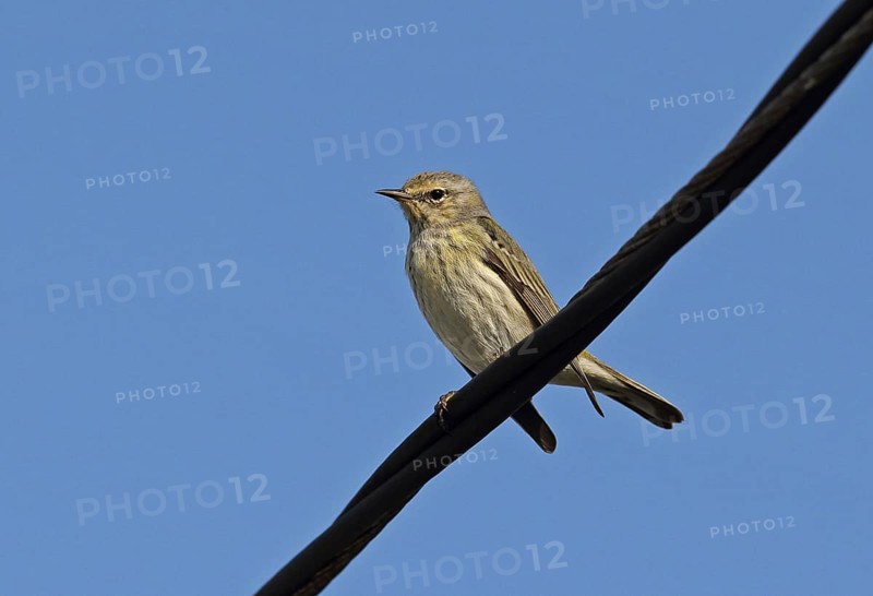 Cape May Warbler