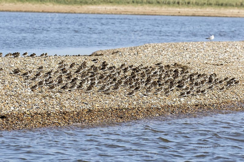 Dunlin flock in summer plumage on pebble spit on Scolt Head Island