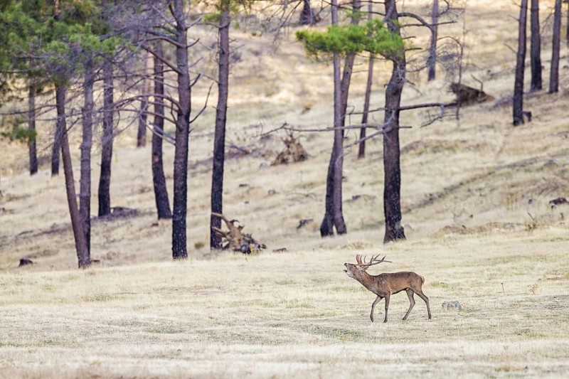 Red deer