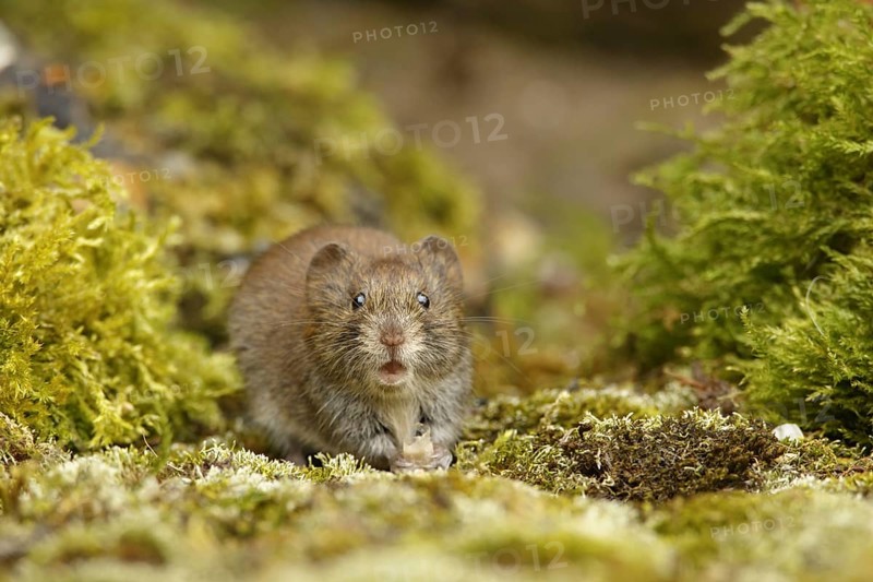 Wood vole