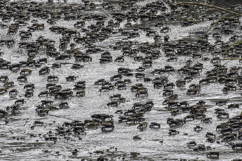 Mud Fiddler Crabs