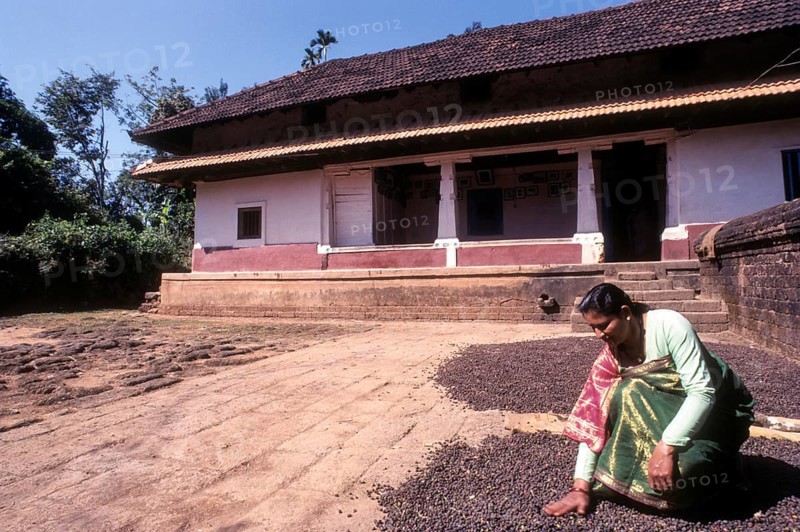 AKodava women drying coffee seed infront of 150 years old Kodava house in Kodagu Coorg
