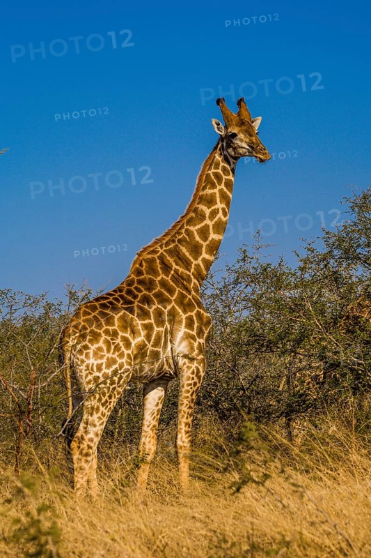 Giraffe