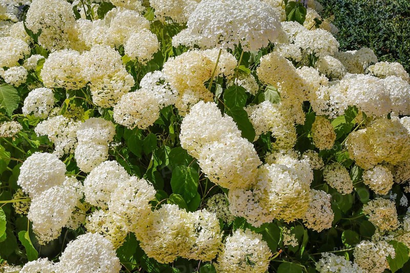Schneeball-Hortensie