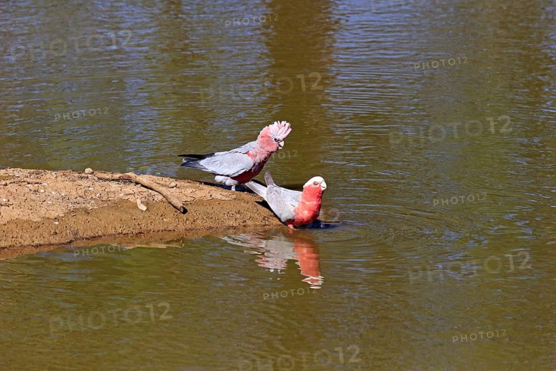 Galah