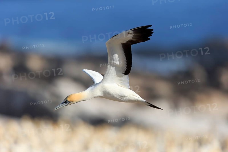 Cape Gannet