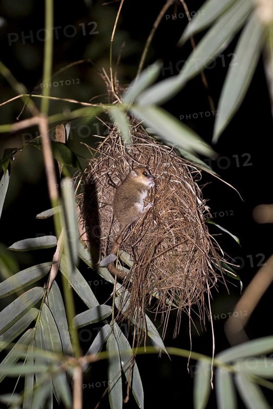 Goodman's Mouse Lemur