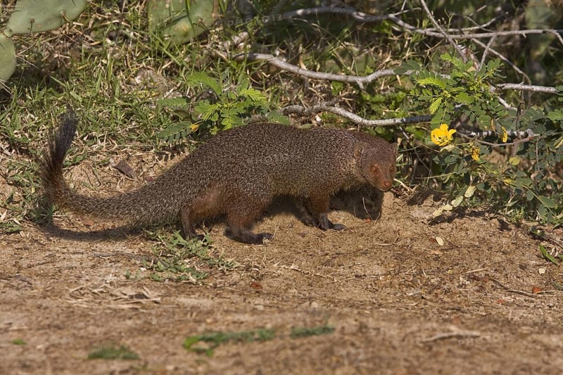 Zeylandicus