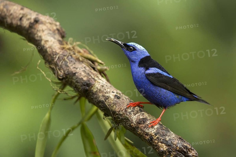 Turquoise Honeycreeper