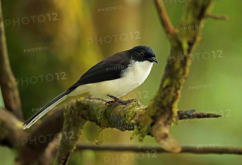Adult Sibia