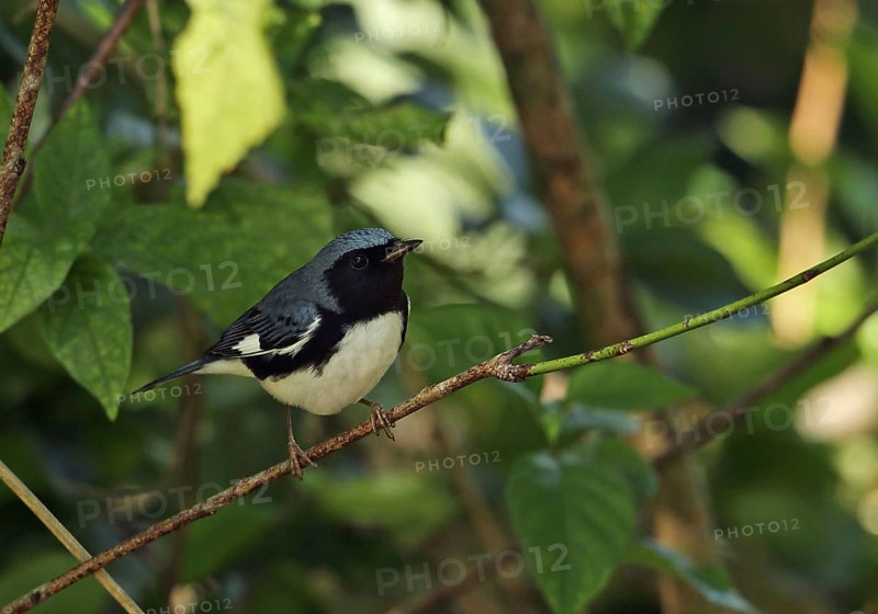 Black-throated Blue Warbler