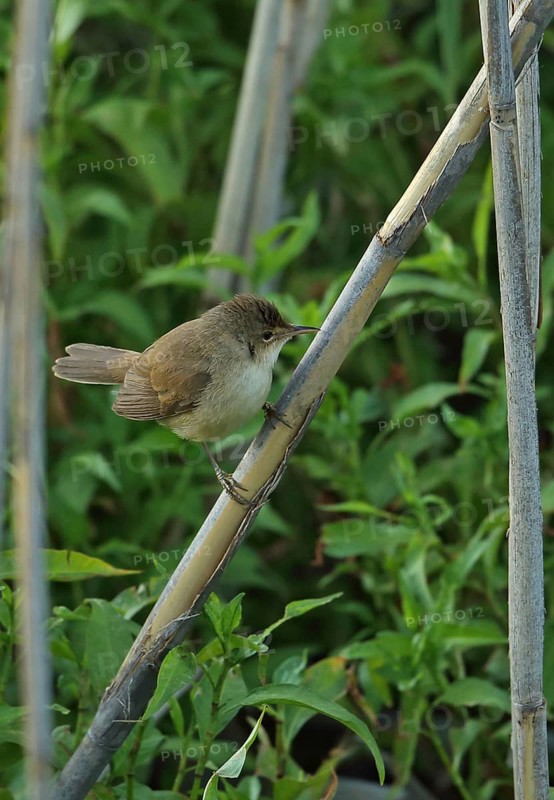Little Marsh Warbler
