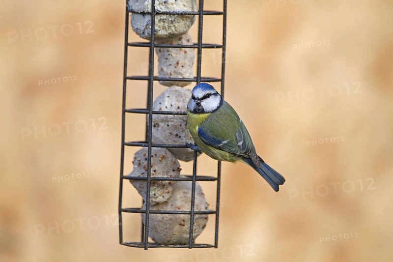 Blue Tit
