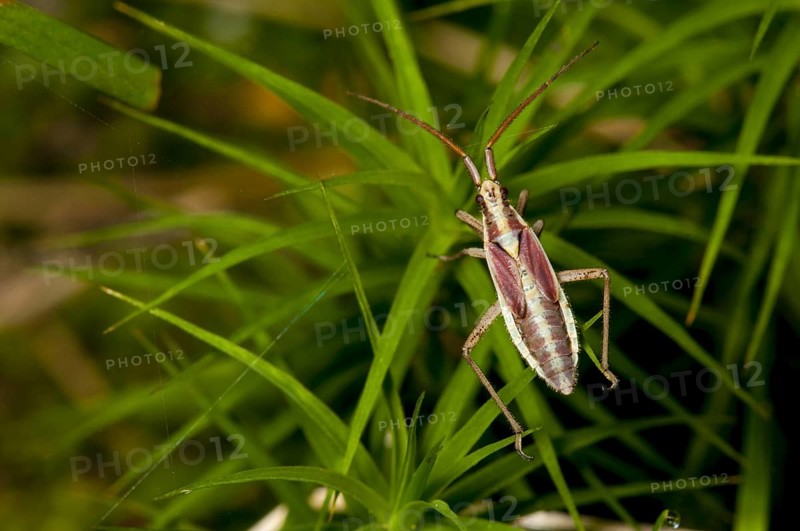 Meadow Plant Bug