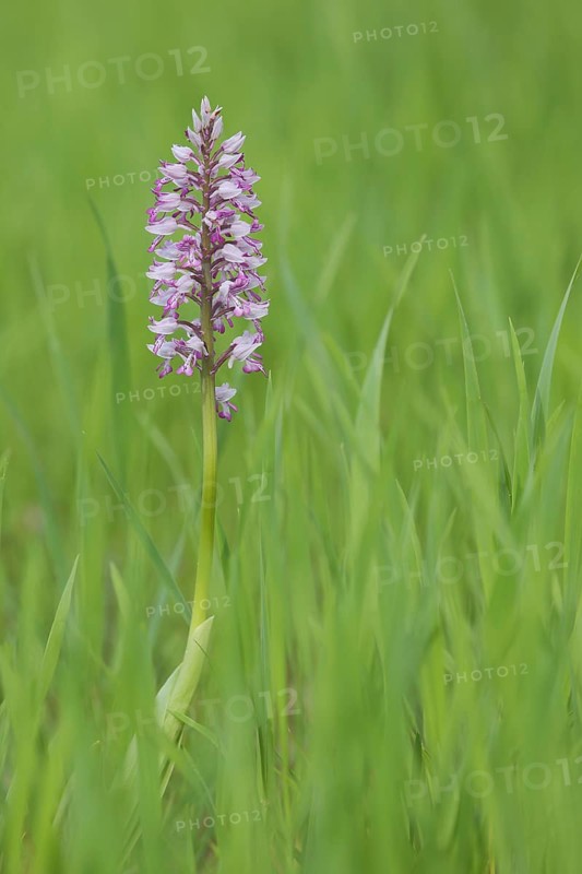 Helm's orchid