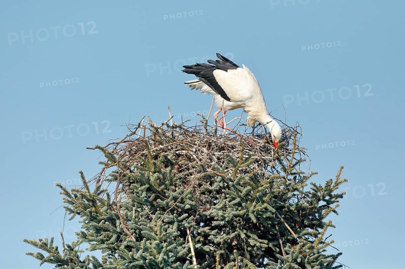 Single white stork building a nest in a treetop under a blue sky