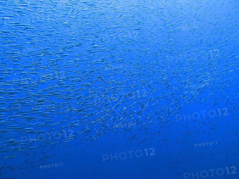 Fusiliers St. Johns Reef