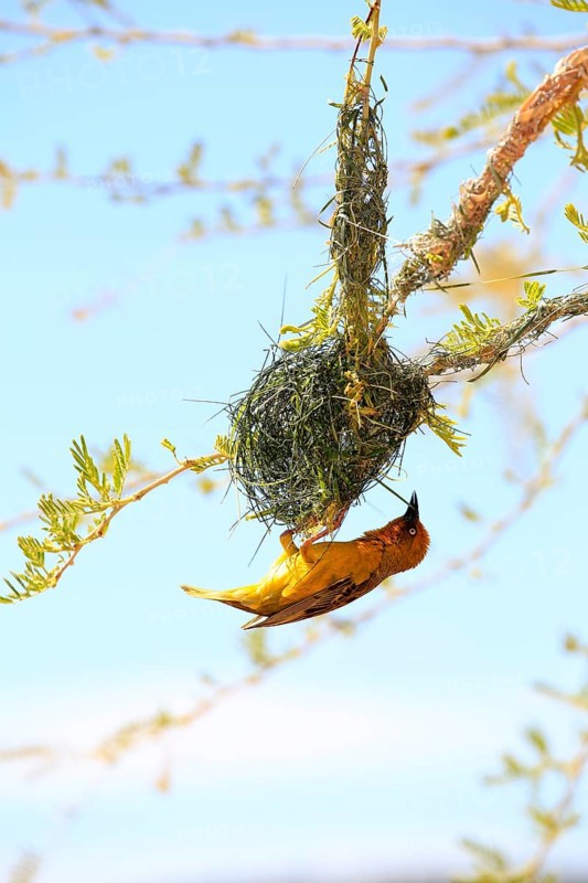 Cape Weaver