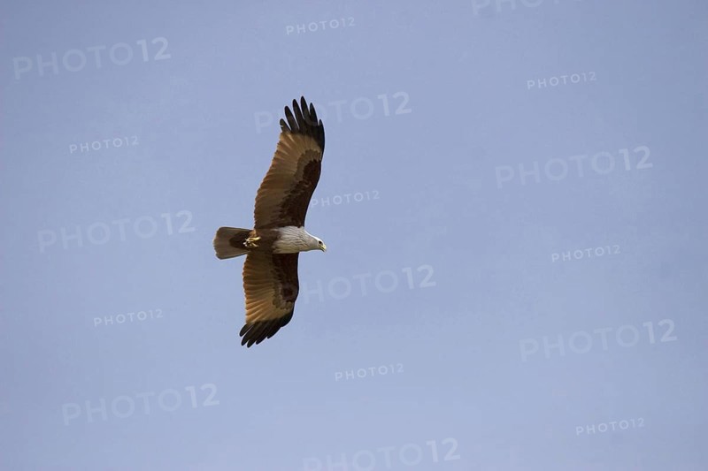 Brahminy kite
