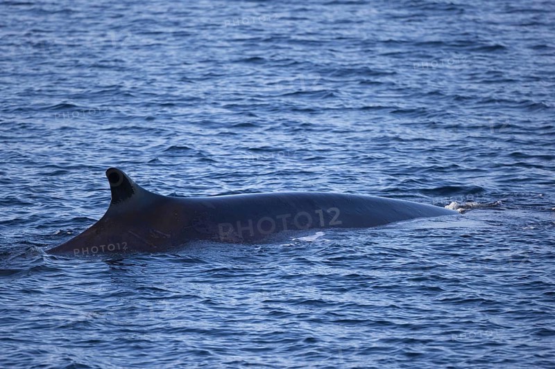 Fin whale