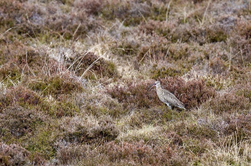 Eurasian Curlew
