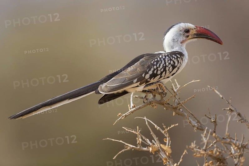 Red-billed hornbills