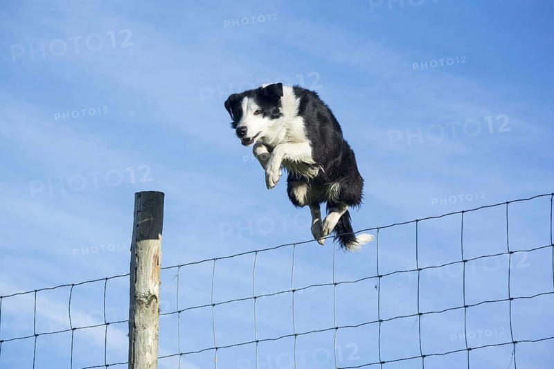 Domestic dog