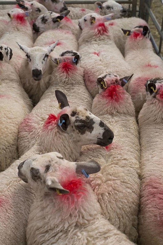 Domestic sheep